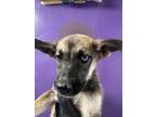 Adopt 56586606 a German Shepherd Dog, Mixed Breed
