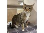 Adopt Suni Lee a Domestic Short Hair