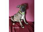 Adopt Kiwi (Fruits 1) a Pit Bull Terrier