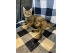 Adopt Waffle a Domestic Short Hair