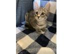 Adopt Maggie a Domestic Short Hair