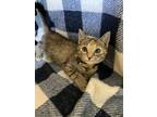 Adopt Cheerio a Domestic Short Hair