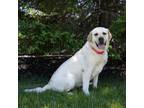 Adopt Sandy a Yellow Labrador Retriever