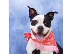Adopt Jetta a American Staffordshire Terrier