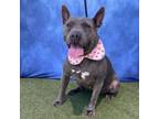 Adopt Nona a American Staffordshire Terrier