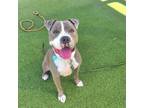 Adopt Maryland a American Staffordshire Terrier