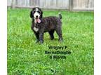 Adopt Wrigley a Bernese Mountain Dog, Poodle