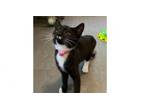 Adopt Velma a Domestic Short Hair