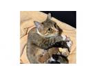 Adopt Mama Wifey a Domestic Short Hair