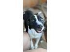Adopt Maizie a Pit Bull Terrier