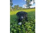 Adopt Jane Foster a Shepherd, Border Collie