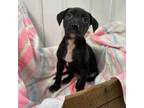 Adopt Tina Turner a Black Labrador Retriever, Mixed Breed