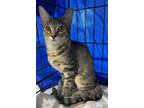 Adopt Prairie a Tabby