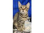 Adopt Baela a Tabby