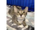 Adopt Rhaenys a Tabby