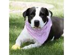 Adopt Chrystal a Pit Bull Terrier