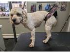 Adopt Charli a Cockapoo