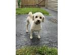 Adopt Lola2 a Bichon Frise