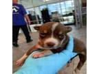 Adopt Harlem a Husky, Mixed Breed