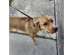 Adopt Honey a American Staffordshire Terrier, Mixed Breed