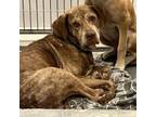 Adopt BB a Labrador Retriever, Mixed Breed