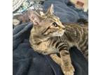 Adopt Nicki a Domestic Short Hair