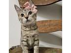 Adopt Alley a Domestic Short Hair