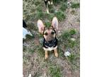 Adopt Denali a German Shepherd Dog