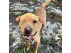 Adopt Shay Shay a Shar-Pei
