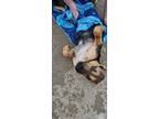 Adopt Zillow a Mixed Breed