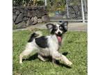 Adopt Dumpling (COH-A-10483) a Pomeranian, Mixed Breed