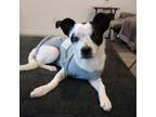 Adopt Arby a Terrier