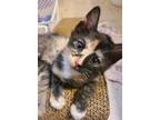 Adopt Janet a Domestic Short Hair