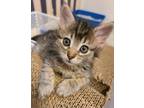 Adopt Chrissy a Domestic Short Hair