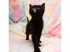 Adopt Mimosa a Domestic Short Hair