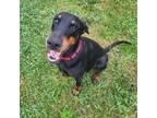 Adopt Penny a Doberman Pinscher