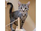 Adopt Hemi a American Shorthair