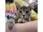 Adopt Anastasia a American Shorthair