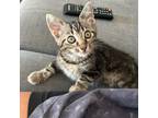 Adopt Evie a American Shorthair