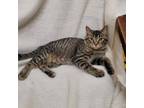 Adopt Glenda a American Shorthair