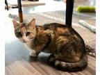 Adopt Posie a Domestic Short Hair