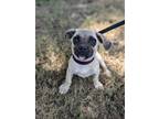 Adopt Dionne a Pug, Mixed Breed