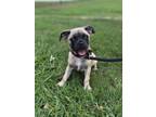 Adopt Tai a Pug, Mixed Breed