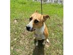 Adopt 2024--260 a Pit Bull Terrier