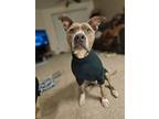 Adopt Pebbles a Pit Bull Terrier
