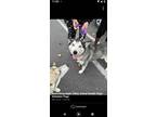 Adopt Merry a Siberian Husky