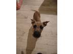 Adopt Minnie a Cairn Terrier