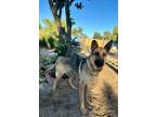 Adopt Gidget a German Shepherd Dog