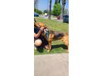 Adopt Lisette Sariah a German Shepherd Dog
