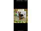 Adopt Petite Girl a German Shepherd Dog